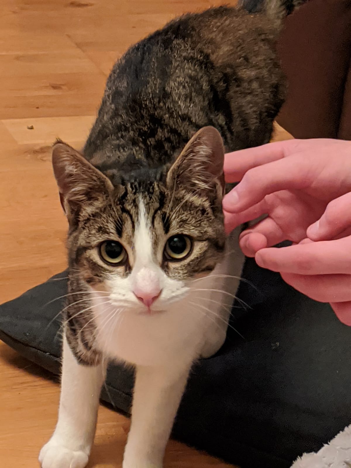 A tabby cat being cared for