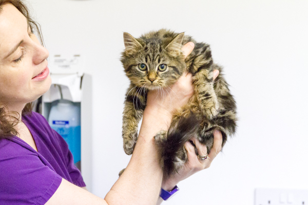 One of our vets holding a fluffy tabby cat